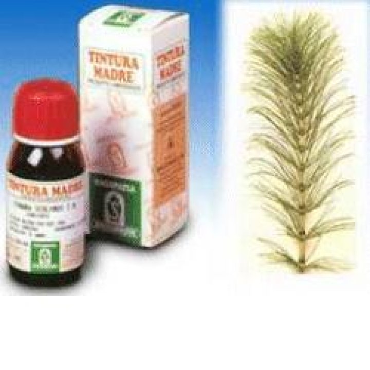 SP.EQUISETUM ARV. TM 50ml