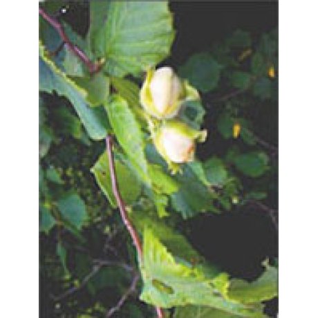 MSA CORYLUS AVELLANA 50ML